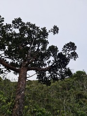 Agathis ovata, photograph (c) Irisa Hudson, some rights reserved (CC BY)