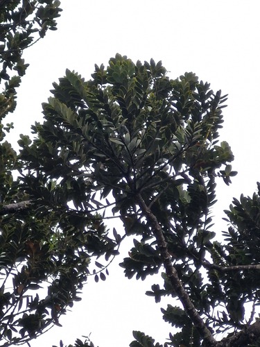 Agathis ovata, photograph 6