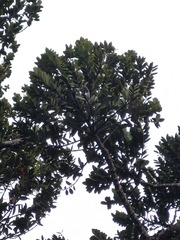 Agathis ovata, photograph (c) Irisa Hudson, some rights reserved (CC BY)