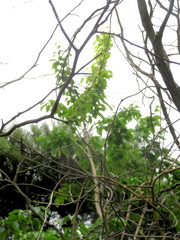 Araujia sericifera
