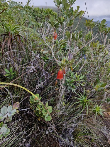 Thiollierea campanulata observed 2026-07-21