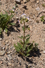 Phacelia brachyloba
