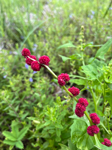 Beetberry