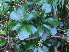 Cupaniopsis wadsworthii
