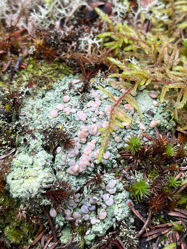 Candy Lichen