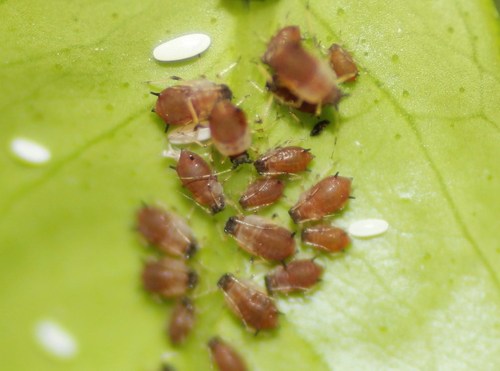 Pulgão-preto (Toxoptera citricida)