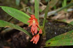 Scaphyglottis imbricata