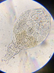 Philodina megalotrocha