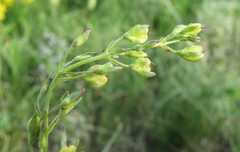 Veronica austriaca jacquinii