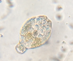 Philodina megalotrocha