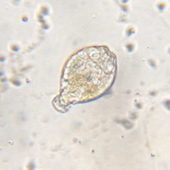 Philodina megalotrocha