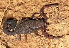 Tityus metuendus
