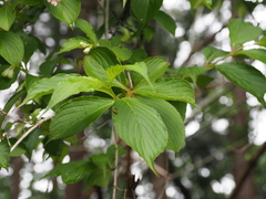 Weigela coraeensis