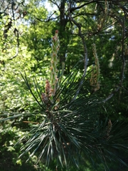 Pinus sylvestris
