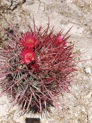Ferocactus gracilis