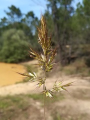 Trisetaria dufourei