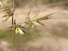 Trisetaria dufourei