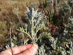 Artemisia caerulescens