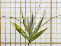 Trisetaria dufourei