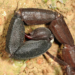 Tityus metuendus