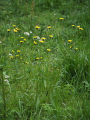 Picris japonica