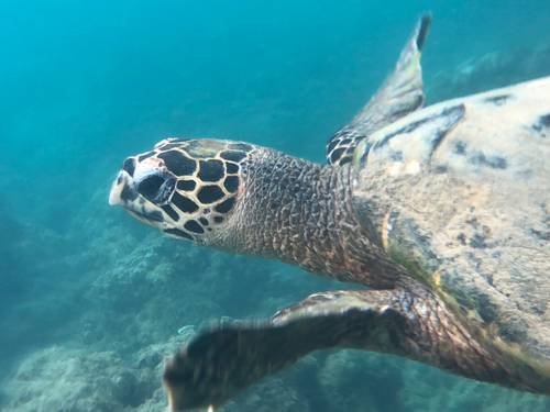 Eretmochelys imbricata, 2026-08-06
