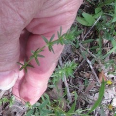 Galium virgatum