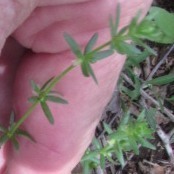 Galium virgatum