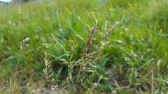 Poa secunda