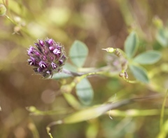 Trifolium albopurpureum