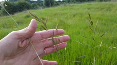 Bromus carinatus