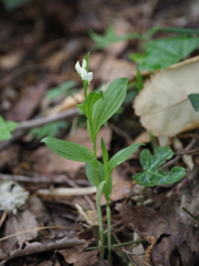 Cephalanthera erecta
