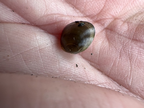 Sphaerium rhomboideum observed 2026-08-06