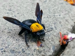 Xylocopa aestuans