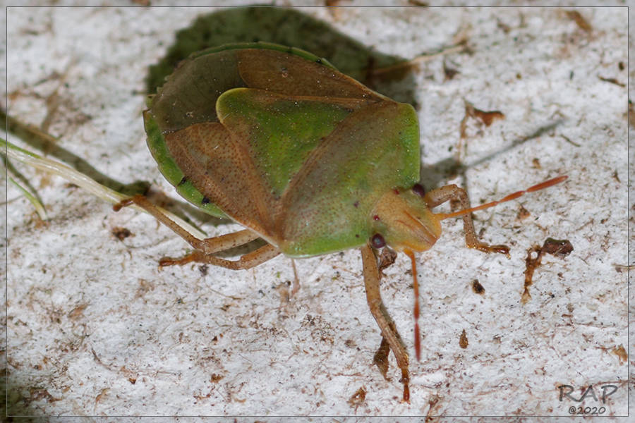 Acledra bonariensis