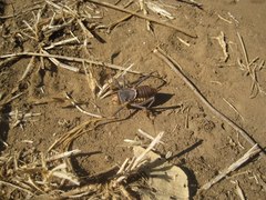 Acanthoplus