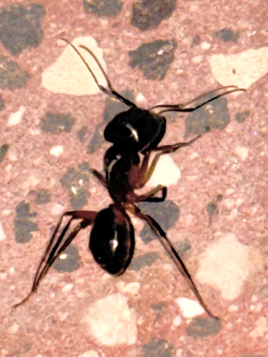 Camponotus xerxes
