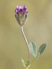 Trifolium albopurpureum
