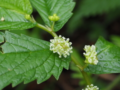 Elatostema involucratum