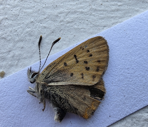 Dorcas Copper photo 2