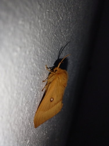 Oak Eggar