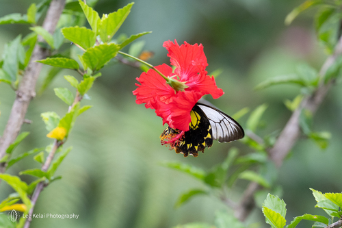 Borneo Birdwing