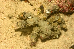 Camposcia retusa
