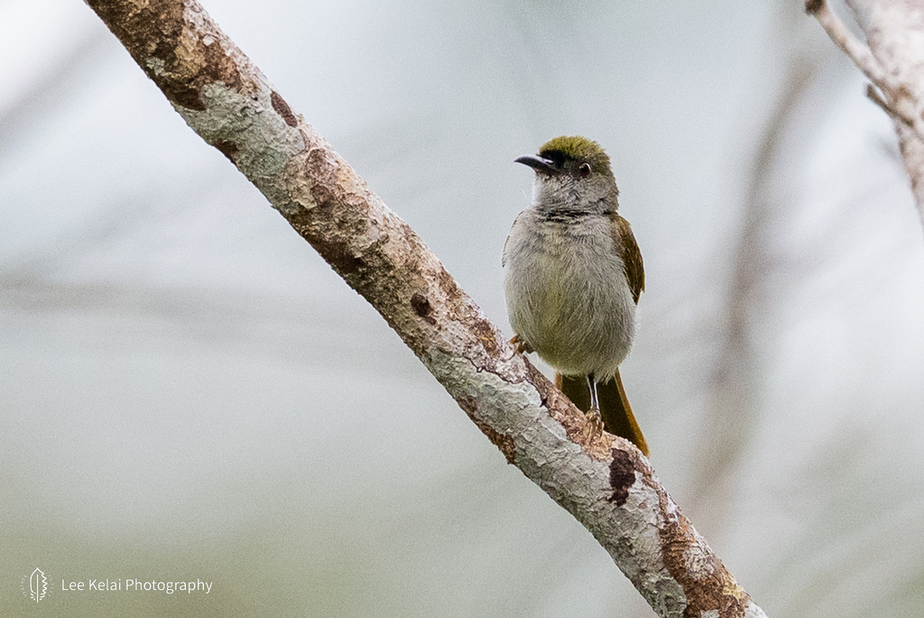 Plain Sunbird