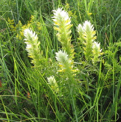 Melampyrum argyrocomum
