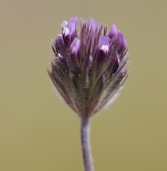 Trifolium albopurpureum