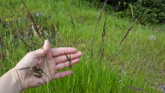 Poa secunda