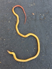 Diadophis punctatus similis