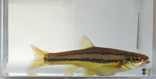 Northern Redbelly Dace