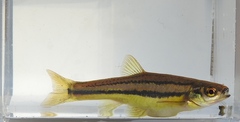 Northern Redbelly Dace photo 3